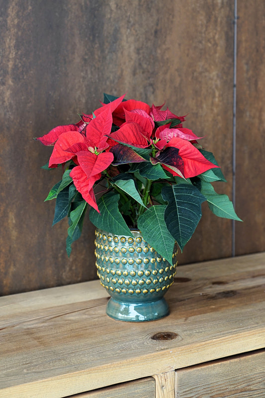 Planta Poinsettia