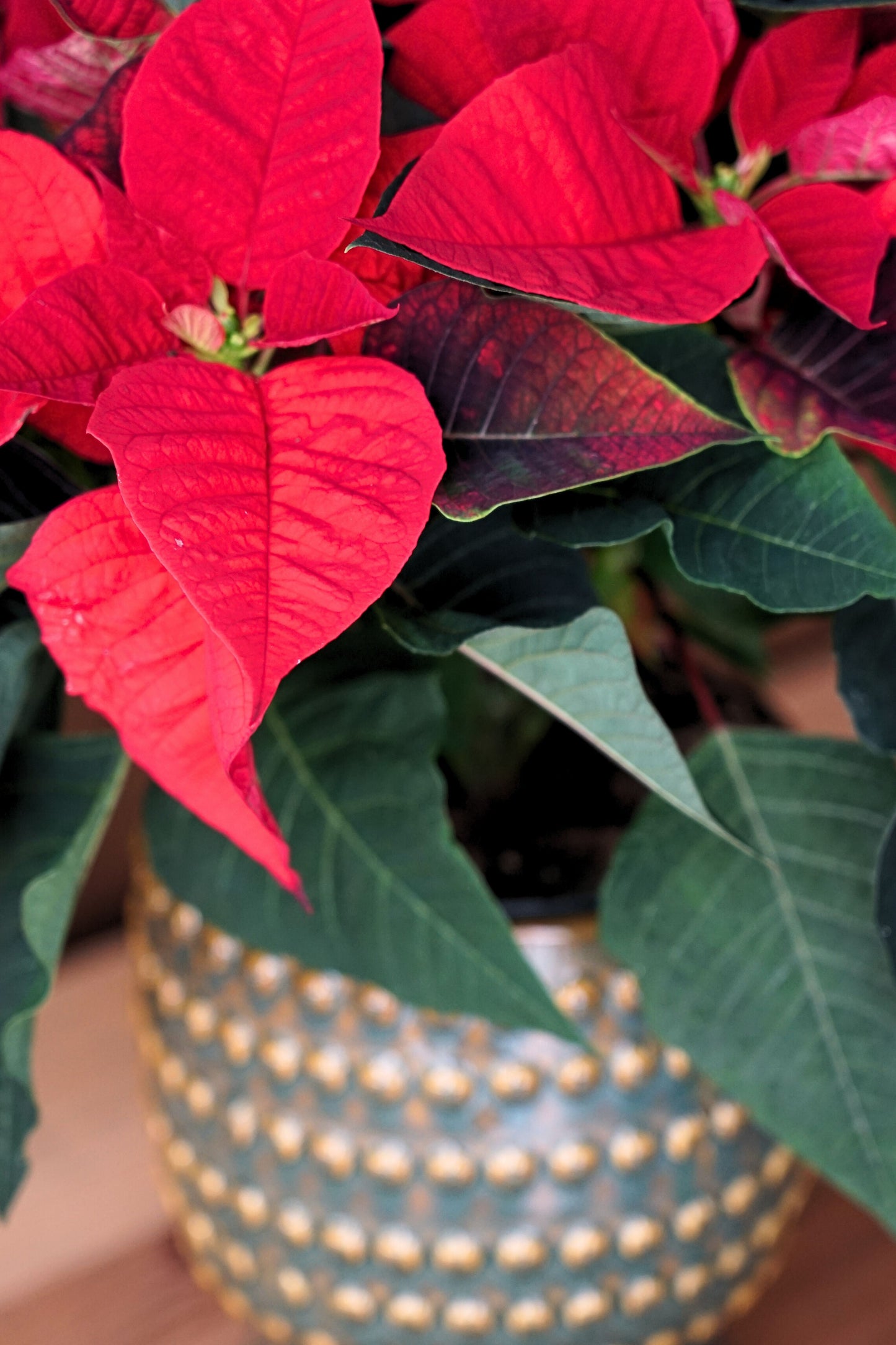 Planta Poinsettia