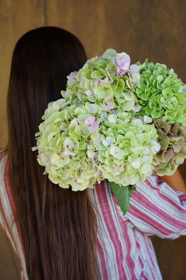 Ramo de Hortensias