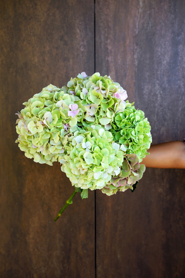 Ramo de Hortensias